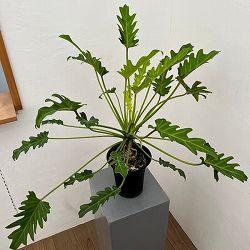 フィロデンドロン：クッカバラ ライム　4号鉢植え