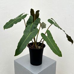 フィロデンドロン：ブラックビレッタエ（ビレッタエ×アタバポエンセ）　 4号鉢植え
