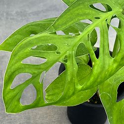 モンステラ：sp.アマゾナス　3号鉢植え