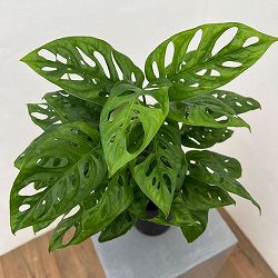 モンステラ：アダンソニー　もりもり株　3号鉢植え