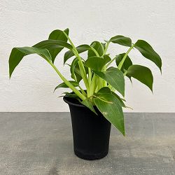 フィロデンドロン：マハラジャ　3号鉢植え
