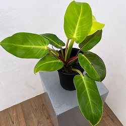 フィロデンドロン：イエローフレーム　4号鉢植え25-07