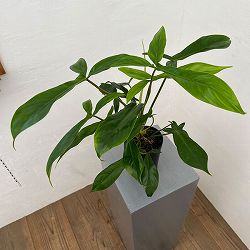 フィロデンドロン：69686　 3号鉢植え
