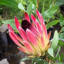 [25年9月中下旬予約]プロテア：エキシミア　6号鉢植え*