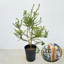 バンクシア：ヒースバンクシア6号鉢植え*