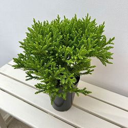 スギ：グロボーサ　ナナ　5号ポット