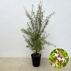 グレビレア：シルキー　6号鉢植え