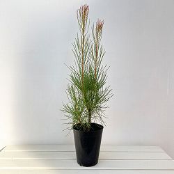オーラックス：パラシア　5号鉢植え