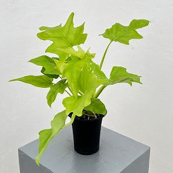 フィロデンドロン：ワースウィッシー　フラバム　3号鉢植え