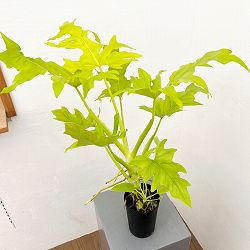 フィロデンドロン：ワースウィッシー　フラバム　3号鉢植え25-01