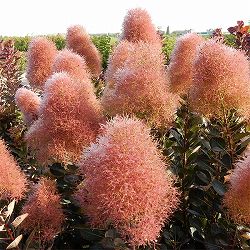 スモークツリー：マジカルトーチ4-4.5号ポット