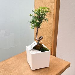 メタセコイア　坪庭仕立て角鉢