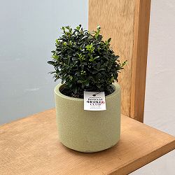 キンメツゲ（金目つげ）玉仕立て3号陶器鉢