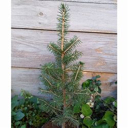 ドイツトウヒ4号ポット