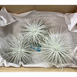 [送料無料]チランジア：テクトラム（テクトルム）2Lサイズ（直径13cm前後）3株セット
