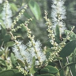 メラレウカ：センテッドペーパーバーク（スクアローサ）7号鉢植え