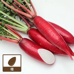 ダイコン：紅園中長（べにそのちゅうなが）[野菜タネ]