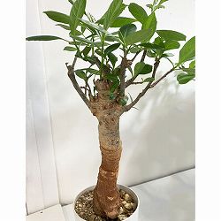 [送料無料]バオバブ 鉢植え（樹高約30cm、12年生）