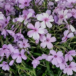 [25年9月中下旬予約]倍咲く芝桜（シバザクラ）：ウッドランダー ペリウィンクル3号ポット