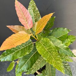 [ザ・ファームセレクト]フィカス：スノーストーム　5号鉢植え