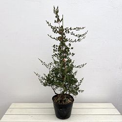 ダーウィニア：タクシフォリア（ツリー仕立て）5号ポット