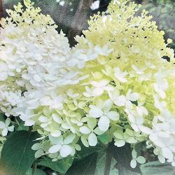 ノリウツギ（糊空木）：シュガーラッシュ4号ポット