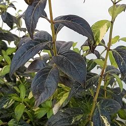 コガクウツギ：紺照（コンテリ）ウツギ4号ポット