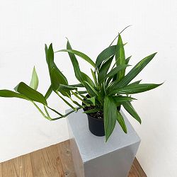 エピプレムヌム：アンプリッシマム（ちょっと斑入り）4号鉢植え