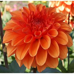 ダリア：シャイニーオレンジ5号鉢植え
