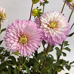 ダリア：はる5号鉢植えト