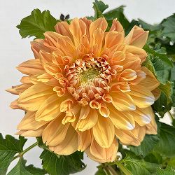 ダリア：リド5号鉢植えト