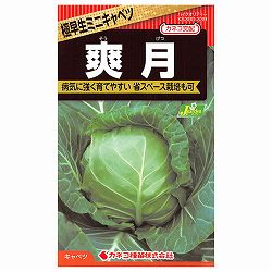 キャベツ：爽月（そうげつ）[野菜タネ]
