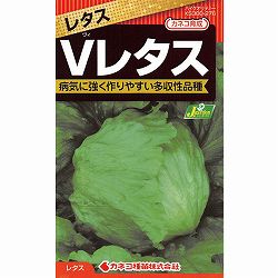 レタス：病気に強い Vレタス[春・夏まき 野菜タネ]*
