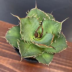 アガベ：チタノタ　清氏（セイシ）　3号鉢植え