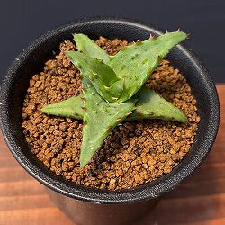 アロエ：カスティロニアエ（実生・ワイドリーフ系）　3号鉢植え