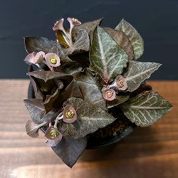 ユーフォルビア：フランコイシー（ピンクリーフ）　3号鉢植え25-01