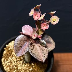 ユーフォルビア：フランコイシー（ピンクリーフ）　3号鉢植え25-02