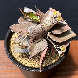 ユーフォルビア：フランコイシー（ピンクリーフ）　3号鉢植え25-03