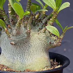 [ザ・ファームセレクト]アデニウム：アラビカムスーパードワーフ　4号鉢植え25-01