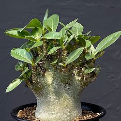 アデニウム：アラビカム スーパードワーフ　4号鉢植え
