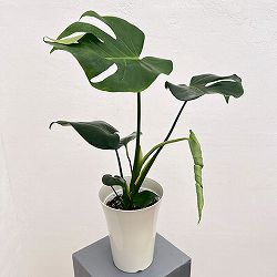 モンステラ：アダンソニー　6号鉢植え