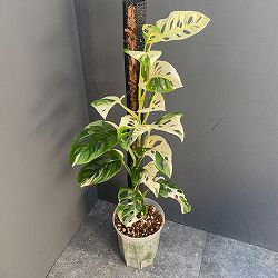 マドカズラ：斑入り　８号ネガミエルねこチップ植え