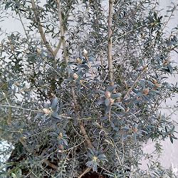 レプトスペルマム：ホワイトティーツリー8号鉢植え