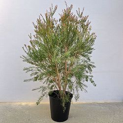 メラレウカ：レッドジェム8号鉢植え