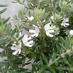 ウエストリンギア：緑葉白花5号鉢植え
