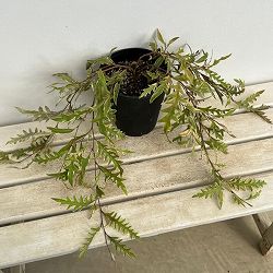 グレヴィレア：サンキストウォーター6号鉢植え