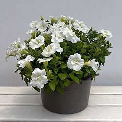 ペチュニア：インカ　サルカンタイ直径20ｃｍ鉢植え・持ち手つき