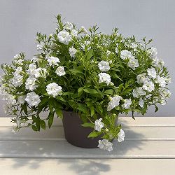 ペチュニア：シンデレラガール直径20ｃｍ鉢植え・持ち手つき