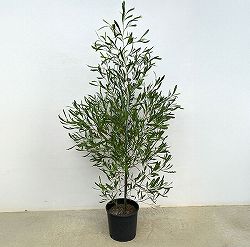 ドドナエア：ヴィスコサ グリーン8号鉢植え