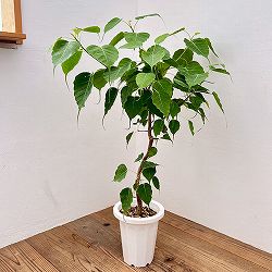フィカス：レリジオーサ（スリーマハーボダイジュ）7号鉢植え